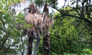 Avant  abattage de palmier sur la commune de Perros Guirec