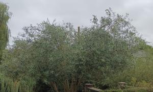 Taille d un olivier a pontrieux - Après