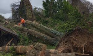 Débitage arbres déracinés à Kermaria-Sulard