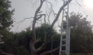 Abattage arbre mort 