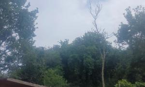 Abattage arbre mort 