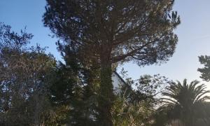 Abattage de sapins