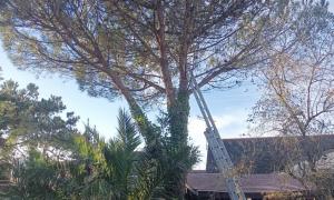 Abattage de sapins