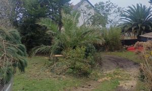 Abattage de sapins